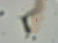 Biserovus bindae image
