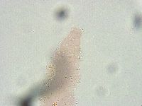 Biserovus bindae image