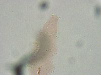 Biserovus bindae image