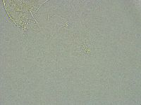 Pseudechiniscus ramazzottii image