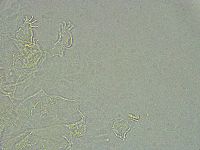 Pseudechiniscus ramazzottii image
