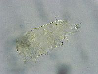 Pseudechiniscus ramazzottii image