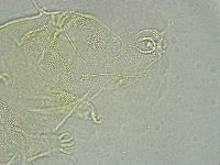 Pseudechiniscus ramazzottii image