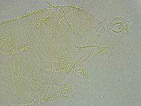 Pseudechiniscus ramazzottii facettalis image