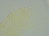 Pseudechiniscus ramazzottii image
