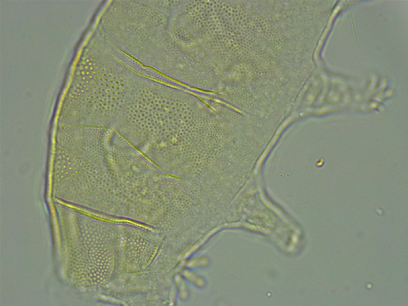 Pseudechiniscus ramazzottii image