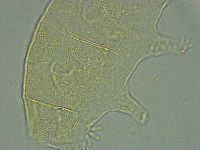 Pseudechiniscus ramazzottii image