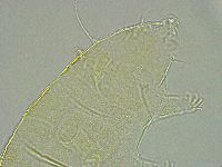 Pseudechiniscus ramazzottii image