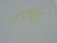 Pseudechiniscus ramazzottii image