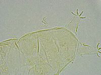 Pseudechiniscus ramazzottii image