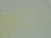 Pseudechiniscus ramazzottii image