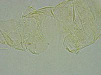 Pseudechiniscus ramazzottii image