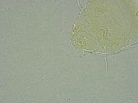 Pseudechiniscus ramazzottii image
