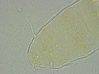 Pseudechiniscus ramazzottii image