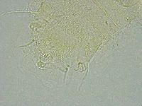 Pseudechiniscus ramazzottii image