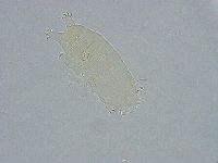 Pseudechiniscus ramazzottii facettalis image