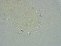 Pseudechiniscus ramazzottii facettalis image