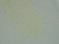 Pseudechiniscus ramazzottii image
