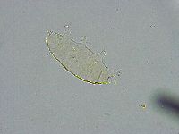 Pseudechiniscus ramazzottii image