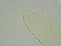 Pseudechiniscus ramazzottii facettalis image