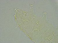 Pseudechiniscus ramazzottii facettalis image