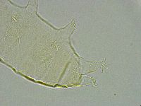Pseudechiniscus ramazzottii image