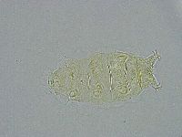 Pseudechiniscus ramazzottii image