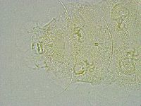 Pseudechiniscus ramazzottii image