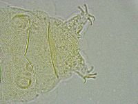 Pseudechiniscus ramazzottii image