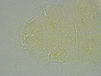 Pseudechiniscus ramazzottii image