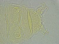 Pseudechiniscus ramazzottii facettalis image