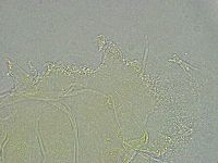 Pseudechiniscus ramazzottii facettalis image