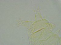 Pseudechiniscus ramazzottii image