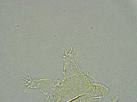 Pseudechiniscus ramazzottii image