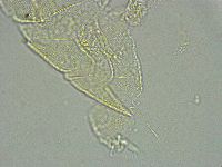 Pseudechiniscus ramazzottii facettalis image