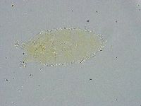 Pseudechiniscus ramazzottii image