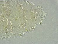Pseudechiniscus ramazzottii image