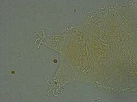 Pseudechiniscus ramazzottii image