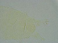 Pseudechiniscus ramazzottii facettalis image