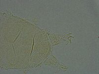 Pseudechiniscus ramazzottii facettalis image
