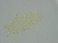 Pseudechiniscus ramazzottii image