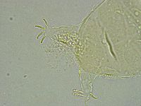 Pseudechiniscus ramazzottii facettalis image