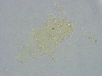 Pseudechiniscus ramazzottii image