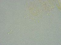 Pseudechiniscus ramazzottii image