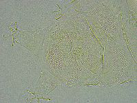 Pseudechiniscus ramazzottii image