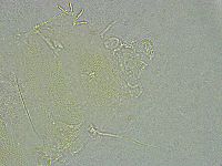 Pseudechiniscus ramazzottii image