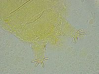 Pseudechiniscus ramazzottii image