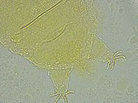 Pseudechiniscus ramazzottii facettalis image