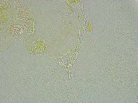 Pseudechiniscus ramazzottii facettalis image