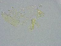 Pseudechiniscus ramazzottii image